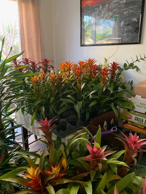 plantscapes hawaii 15