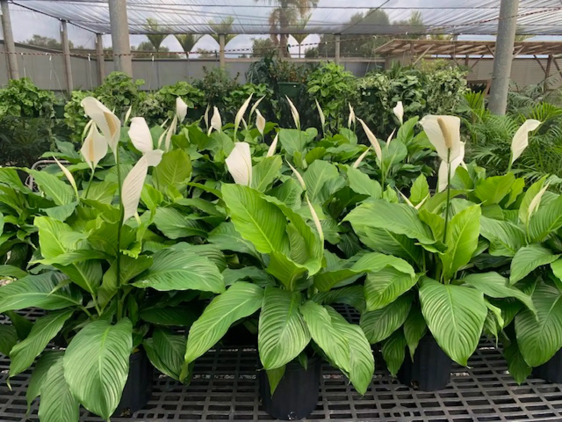 plantscapes hawaii 17