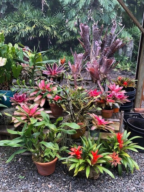 plantscapes hawaii 27